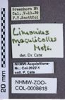 Etiketten zu Tetralimonius maculicollis (NHMW-ZOO-COL-0008618)
